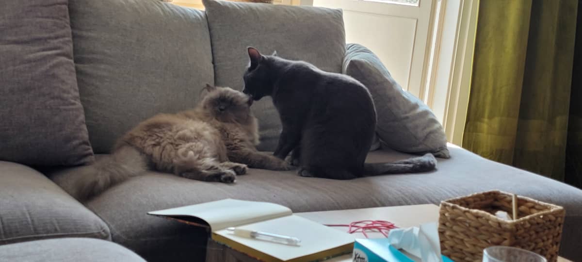 Originalfoto av en lekfull katt