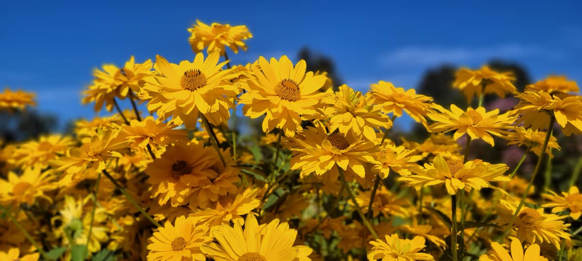 Originalfoto av en vacker blomma